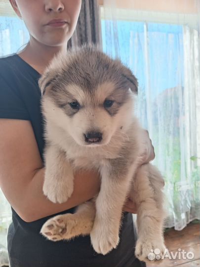 Аляскинский маламут щенки