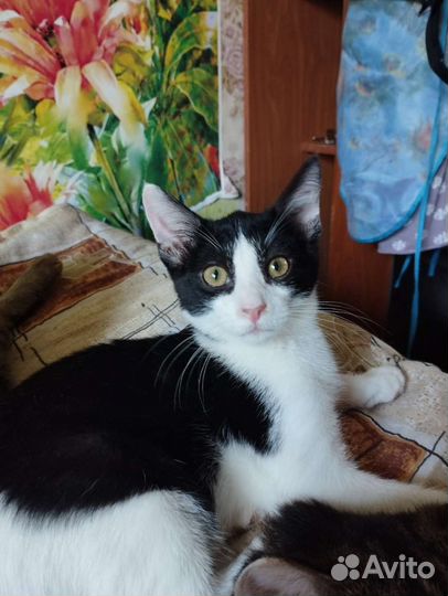 Котенок в добрые руки