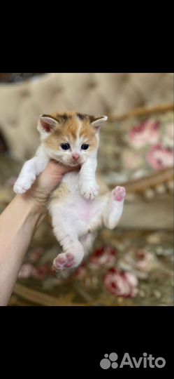 Котята