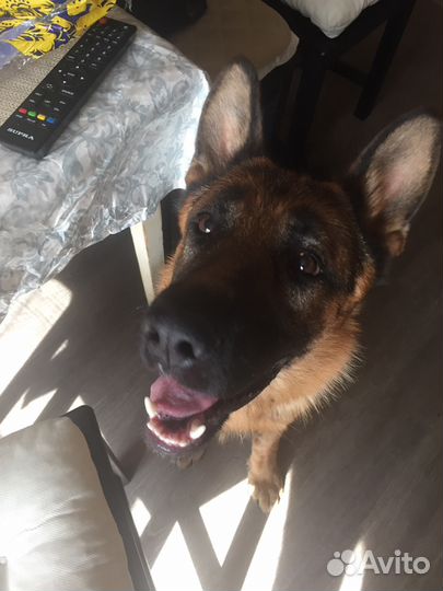 Кобель немецкая овчарка на вязку