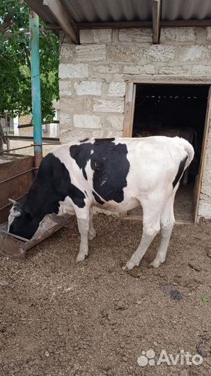 Коровы и телки