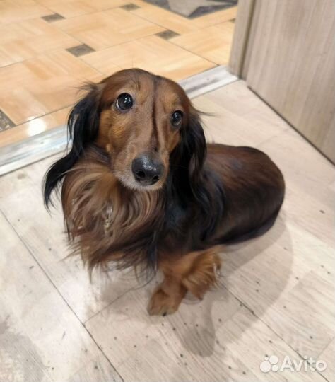 Длинношерстная такса вязка, мальчик. зовут Чейз