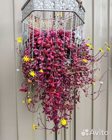 Othonna capensis Ruby Necklace