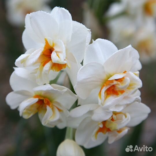 Нарцисс Сэр Уинстон Черчилль 5 шт