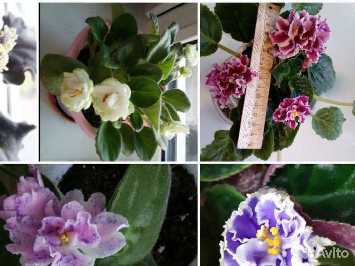 Фиалка листочки