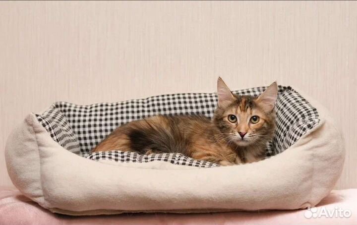 Кошка Юлька