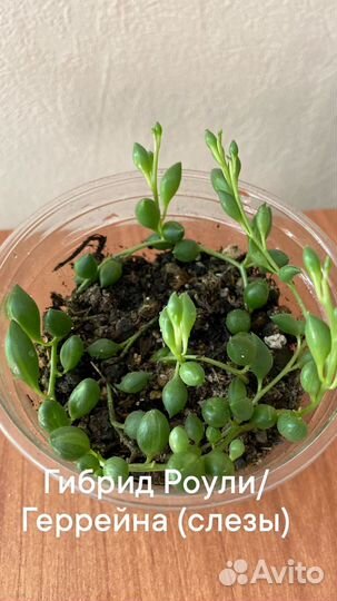Крестовники, суккуленты