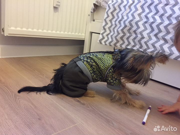 Комбинезон для маленькой собачки