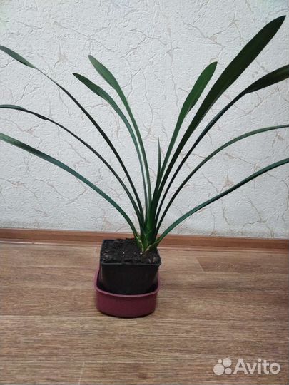 Кливия (детки взрослые)