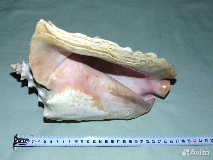 Большая океанская ракушка