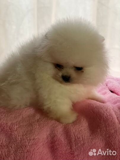 Мини мальчик и девочка померанского шпица