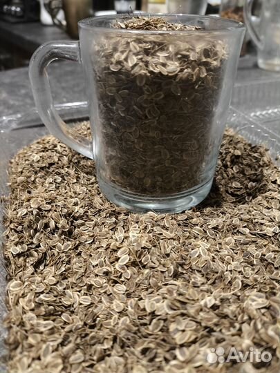 Семена укропа