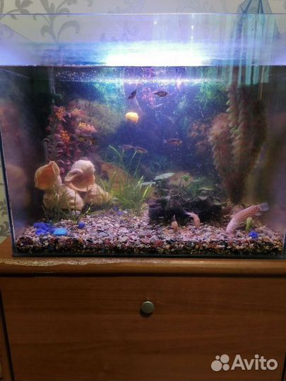 Аквариум