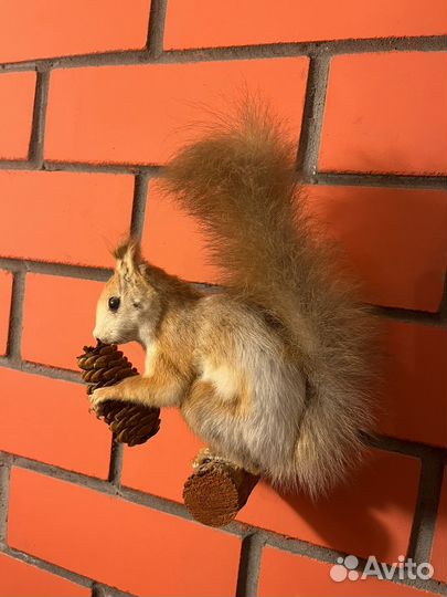 Чучело белки