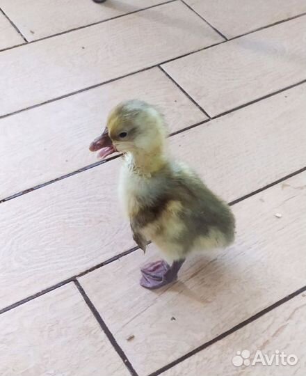 Утята суточные