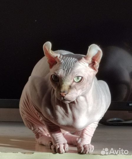 Сфинкс эльф вязка