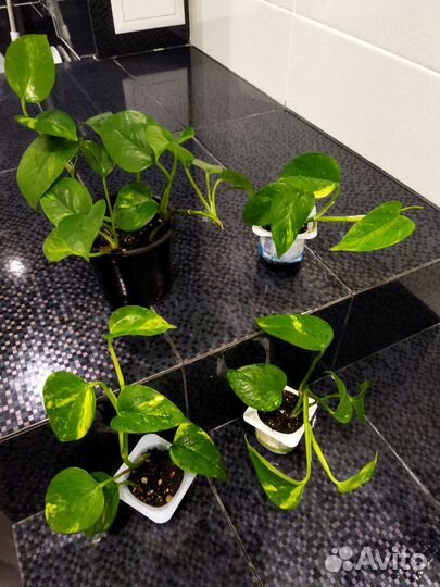 Сциндапсус золотистый