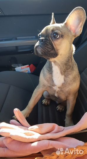 Зоотакси спб и ло