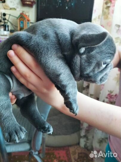 Французский бульдог