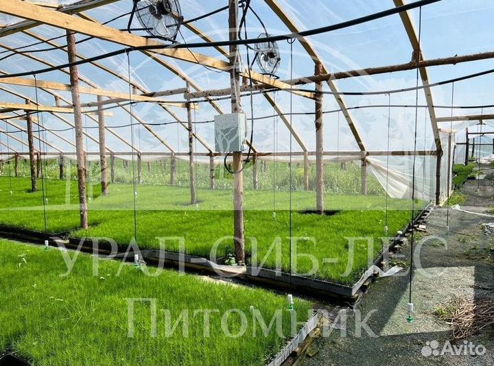 Лиственница Сибирская зкс сеянцы для лесовосстанов