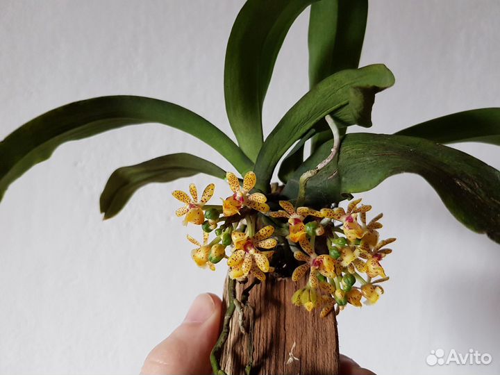 Орхидея. Гастрохилус. Gastrochilus dasypogon