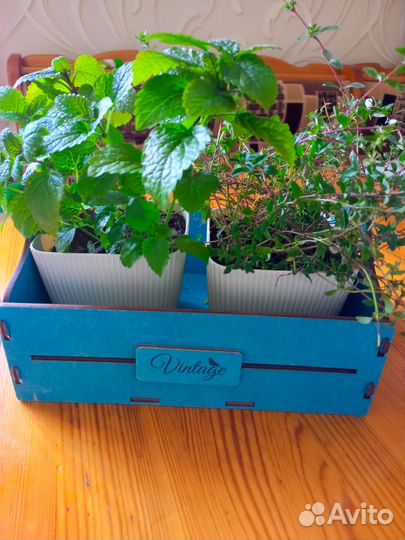 Пряные травы/ящик с пряными травами