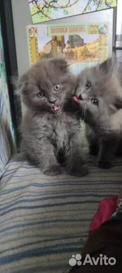 Вислоухая кошка