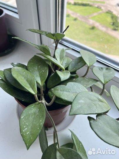 Диффенбахия, герань, хойя