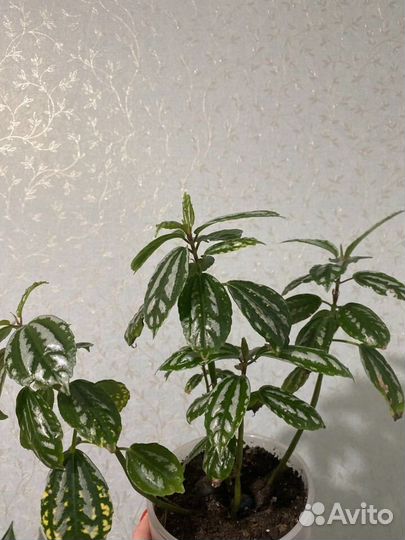 Пилея кадьера