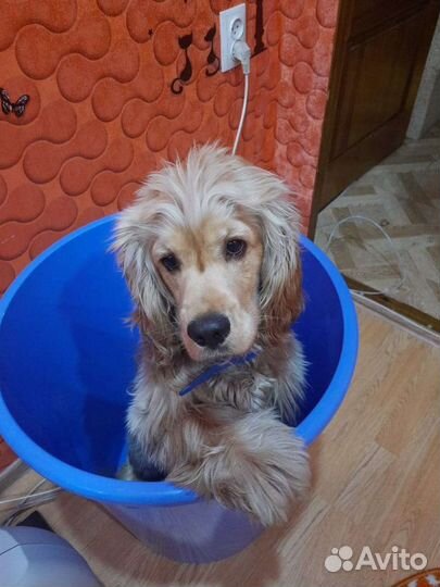 Кокер спаниель, вязка, развязан