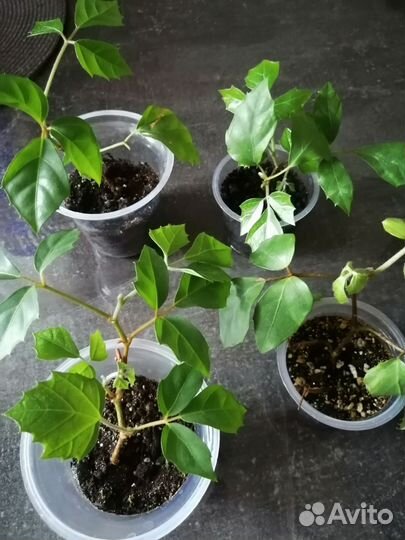 Цветок березка