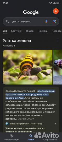 Улитка хелена