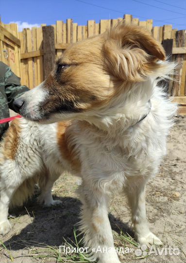 Шикарный песëль ищет любящую семью