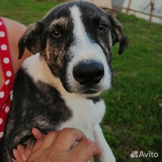 Султан ищет дом