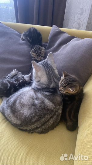 Британские котята