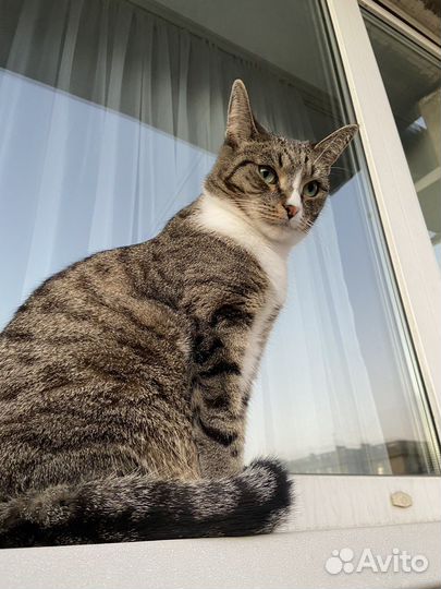 Ищу передержку для котика