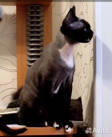 Девон-рекс 1 год