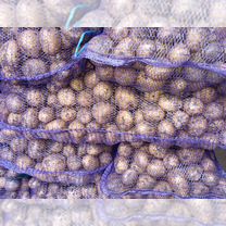 Семенной картофель