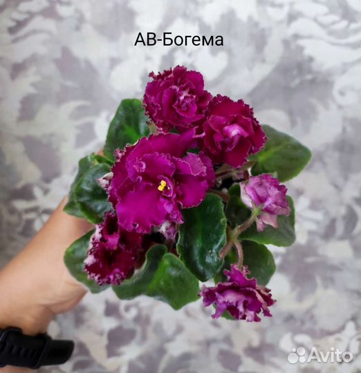 Листики фиалки