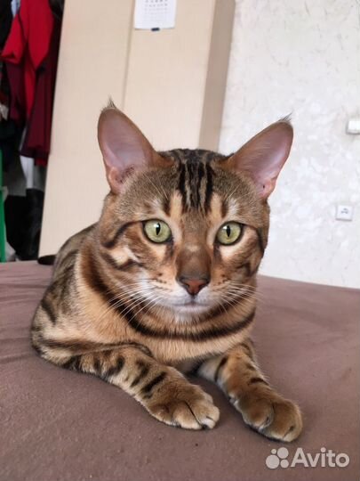 Бенгальский кот. Вязка