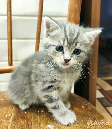 Кошки в добрые руки