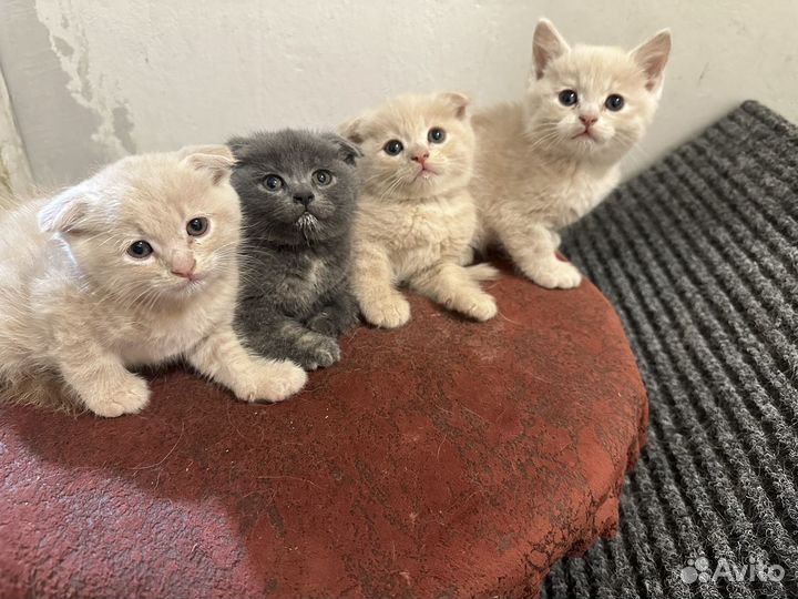 Шотландская