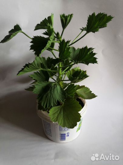 Пеларгония герань сортовая