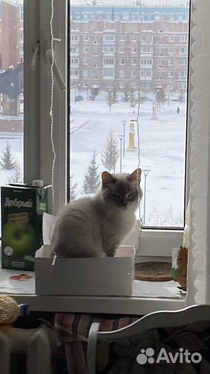 Тайская кошка