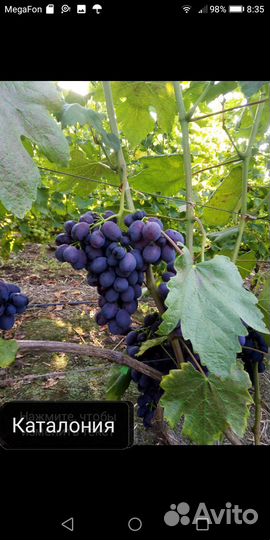 Саженцы и черенки винограда