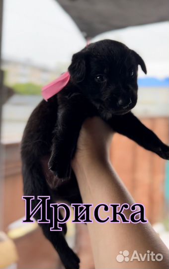 Щенки в добрые ркуи бесплатно