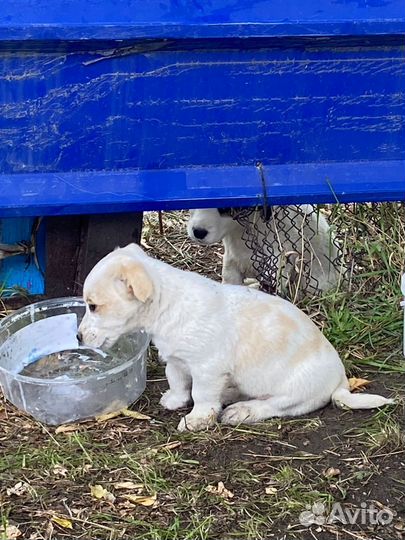 Щенки