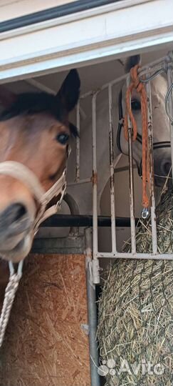 Конеперевозки