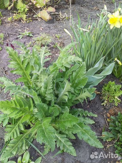 Саженцы цветов малины и крыжовника