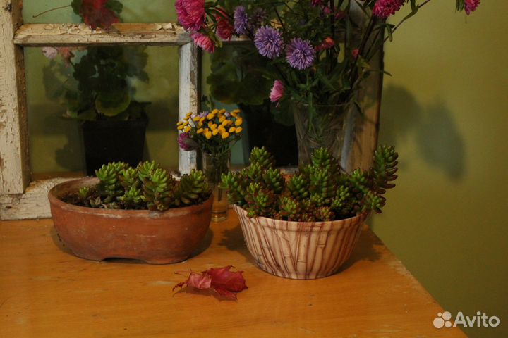 Суккуленты